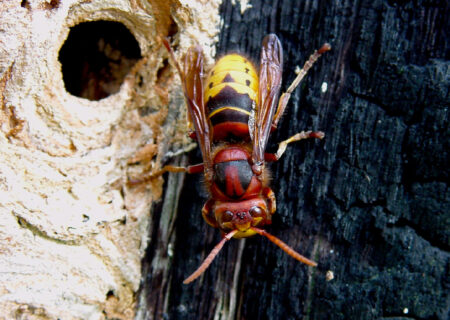 désinsectiseur,désinsectisation