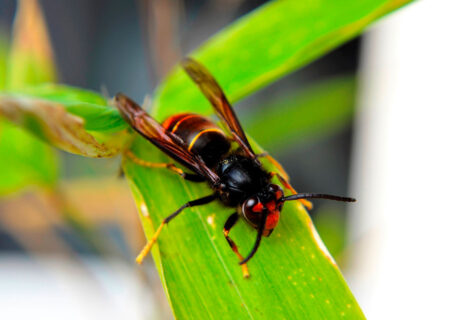 désinsectiseur,désinsectisation